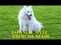 Japanese Spitz Exercise [Needs and Ideas] の動画、YouTube動画。