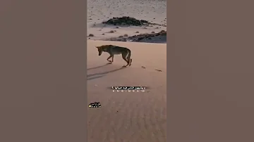 الذيب ياكل من حلال الغانمين قصيد قصائد شعر قرناس الشراري 