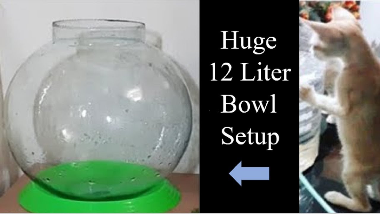 how to set up biggest fish bowl ( 12 Litre ), Fish bowl setup, Aquarium  setup