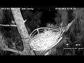 Wildlife Rescue of Dade County Eagle Nest Cam