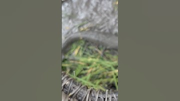 Theo máy cắt bắt cá chuột #shorts bắt cá dễ nhất