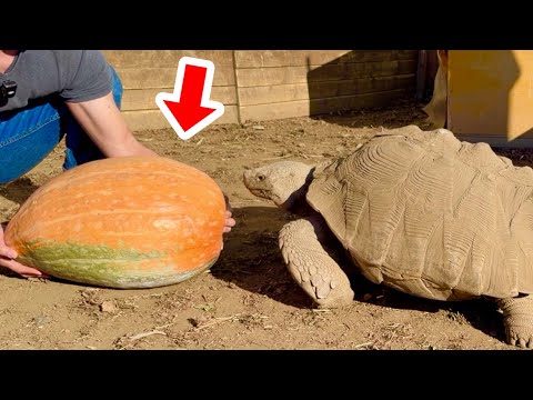 Feed a 80kg giant tortoise a 15kg giant pumpkin - YouTube