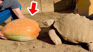 80kgの巨大リクガメに15kgの巨大かぼちゃを与える