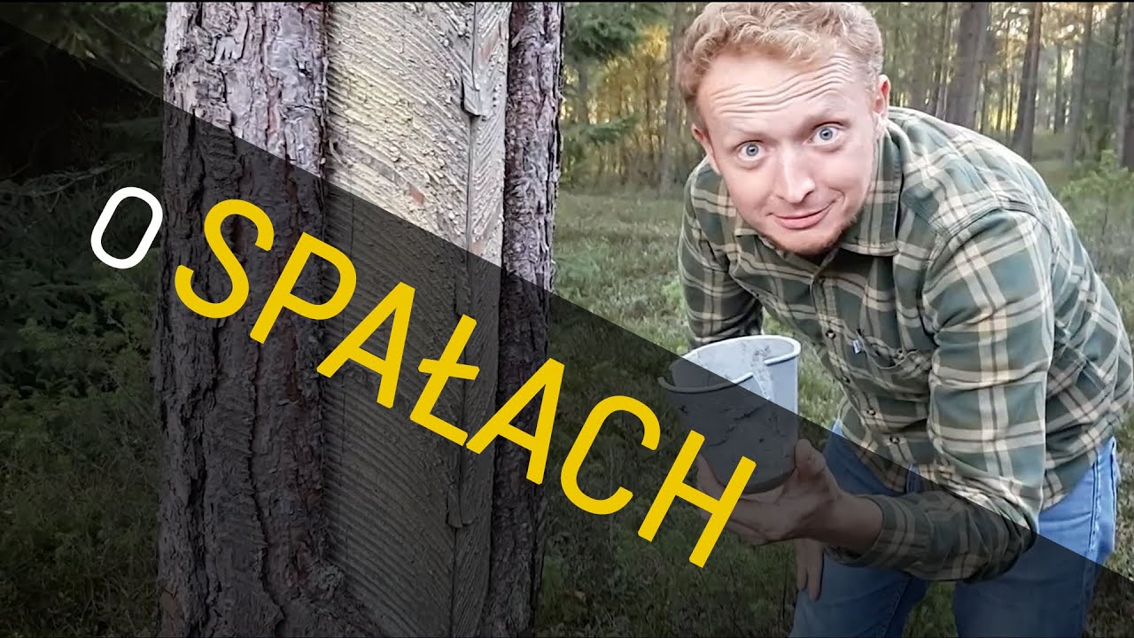 Spała żywiczarska  -  o Lesie #02