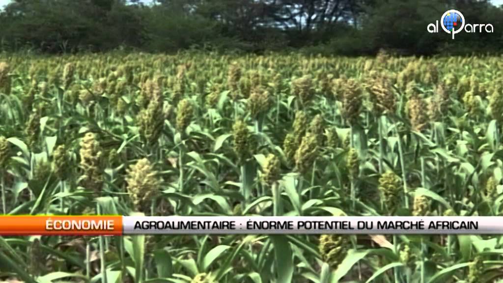 Agroalimentaire : L'énorme potentiel du marché africain