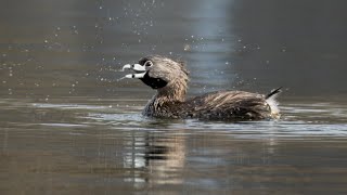 Pied-billed grebe at Nepean Pond