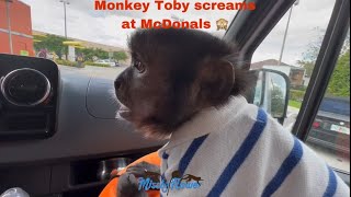 Monkey Toby screams at McDonald’s when he hears everyone screaming cause they see a Monkey! ❤
