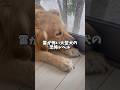 雷が怖い大型犬の恐怖レベル #ゴールデンレトリバー #大型犬のいる生活 #大型犬と子供 #雷怖い #goldenretriever