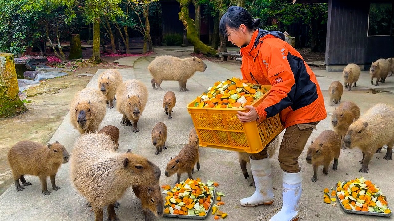 Japan Zoo! Inside the World's Most Interactive Park Feeding 2000 Animals