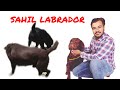 Rare chocolate labrador stud in haryana sahil jaat labrador