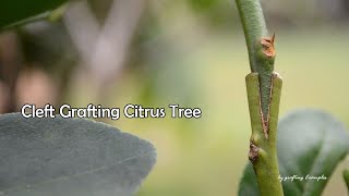 Cleft grafting method