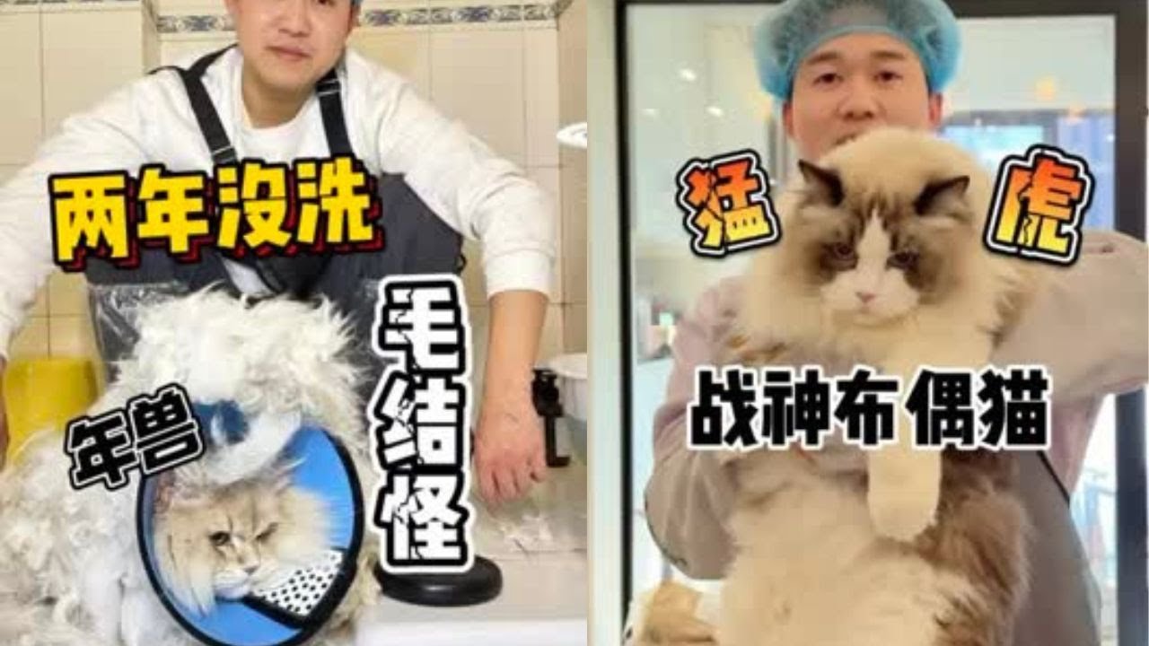 两年没洗澡全身甲胄的蓝猫！这身材就像海豹一样！ #洗澡  #宠物  #貓咪洗澡 #貓咪咬人 #惡貓 #上門洗貓 #寵物 #猫咪