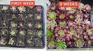 PROPAGATE AEONIUM FROM CUTTING | NHÂN GIỐNG AEONIUM by LeLe's Succulents USA 2,367 views 3 months ago 8 minutes, 58 seconds