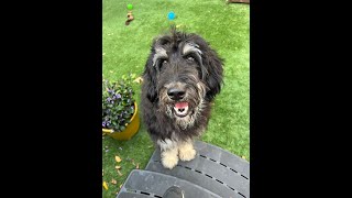 Doodle Rock Rescue  - Meet Autumn!
