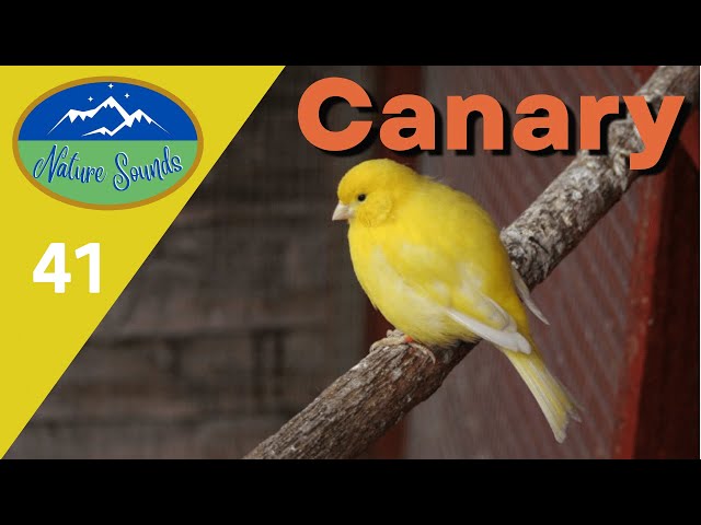 Canary Canaries Bird - for relaxation, sleeping, healing (sound therapy) class=