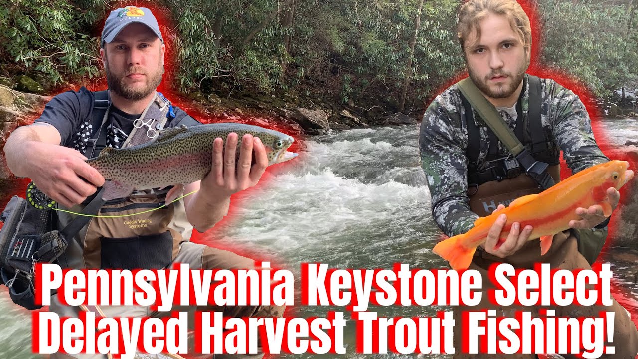 Pennsylvania Keystone Select Delayed Harvest Trout Fishing! YouTube