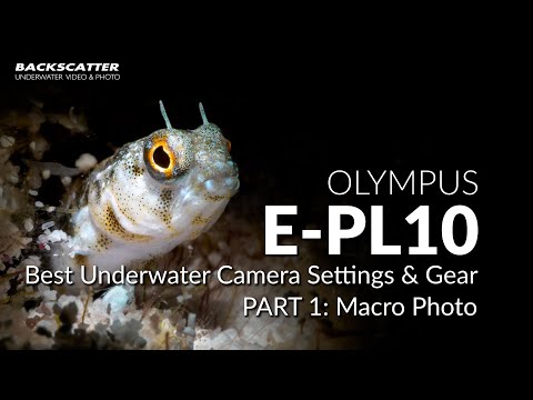 Olympus E-PL10 | Best Underwater Camera Settings | Part 1 - Macro Photo -  YouTube
