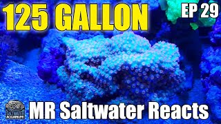 125 Gallon Lps, Sps Mixed Reef Aquarium - Mr. Saler Tank Reacts