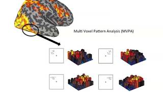 The raison d’être of the ventral visual pathway