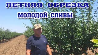 ЛЕТНЯЯ ОБРЕЗКА молодой СЛИВЫ