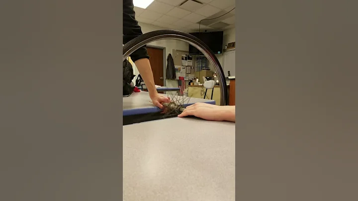 Wheel torque trial 2