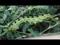 How to Raise Hawk Moths!