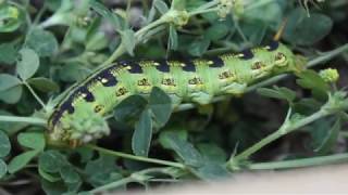 How to Raise Hawk Moths!