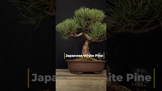 Shohin Japanese White Pine Bonsai shohin bonsai pinebonsai