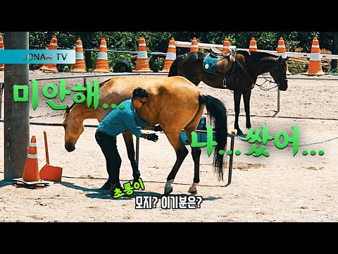 [조남티비ep6]초롱이의 흥분!!!말을 키우면 이런것까지 해야한다... 2