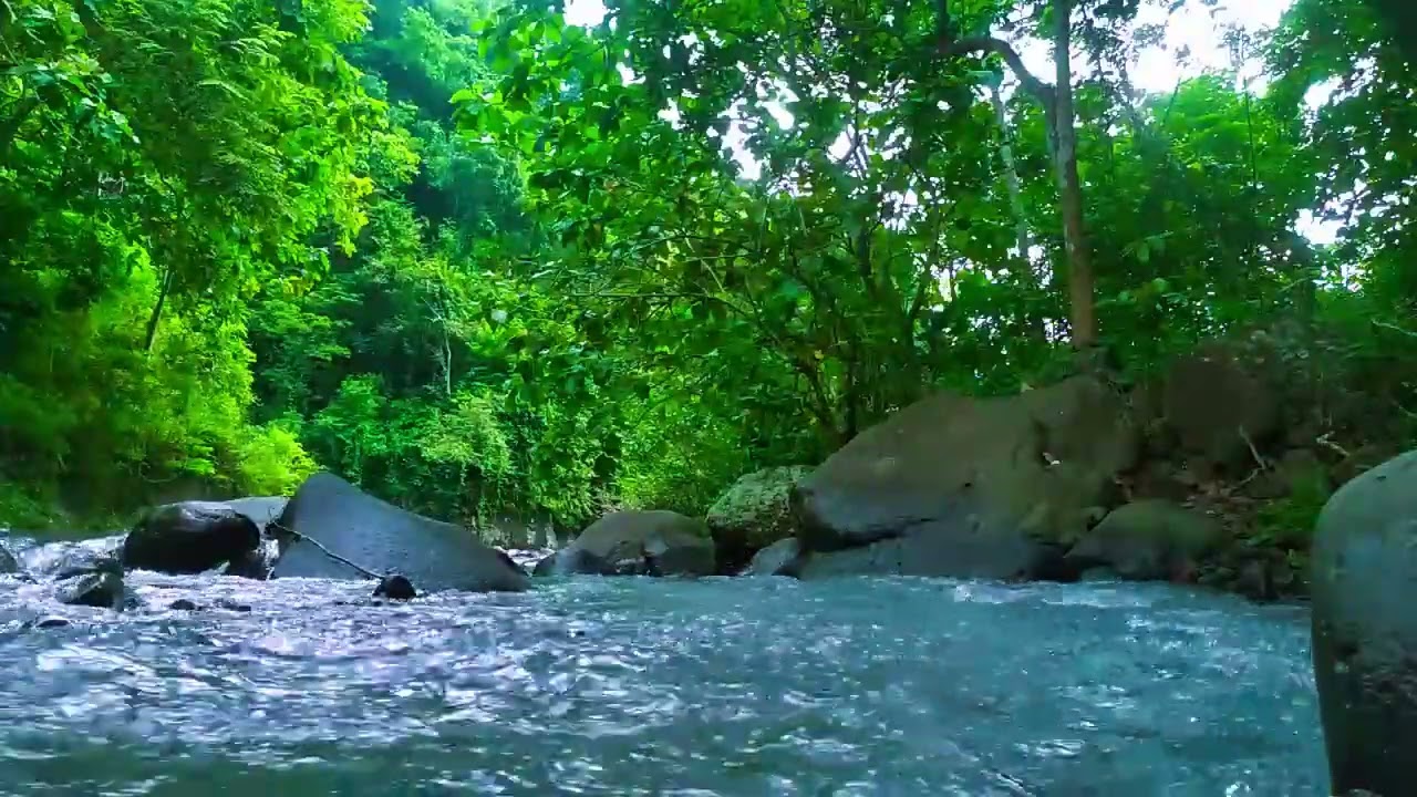 Gentle Stream in the Woods – Nature River Sounds for Relaxation