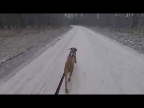 rescue dogs rock nyc HD "Flash" is an 18 month old Mountain Cur available for adoption in Gaylord, MI
