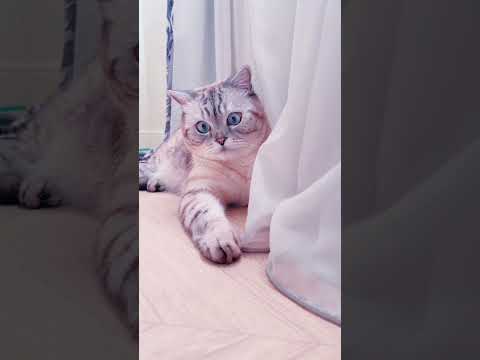 Почему котик начал ходить мимо лотка.