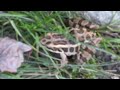 Frog Adapts To Wood Surroundings