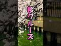 桜クルーズ2026募集