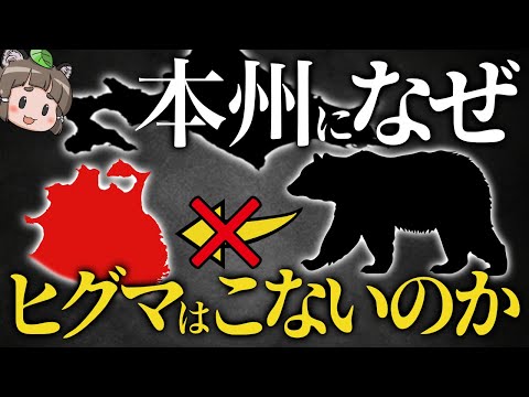 【疑問】北海道のヒグマは本州に泳いで来ないのか?