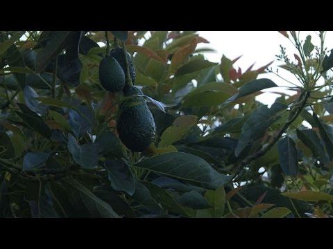 زراعة الافوكادو حمى خضراء تجتاح المكسيك