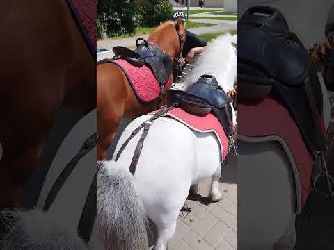 Пони или маленькие