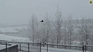 Common Grackle in Unexpected May Snow (2026 May 16)