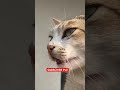 #mypet #catlove #goviral