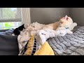 Butler video