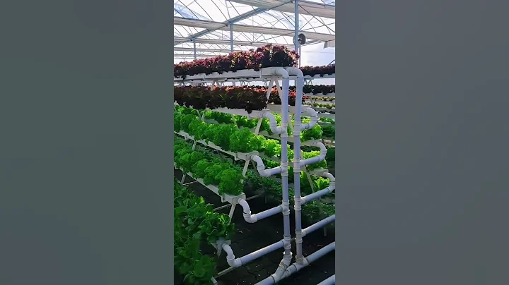 Inside China’s Futuristic Hydroponic Greenhouses