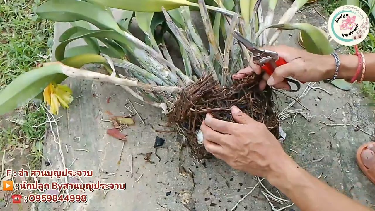 โรคประจำตัวกล้วยไม้แคทลียา และวิธีการรักษาโรค EP.1