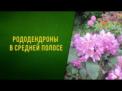 Рододендроны в Средней полосе