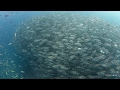 Possibly the biggest school of Jacks of all time - Sail Rock, Thailand