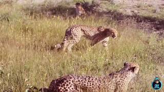 Leopard vs Big Python Snake Real Fight