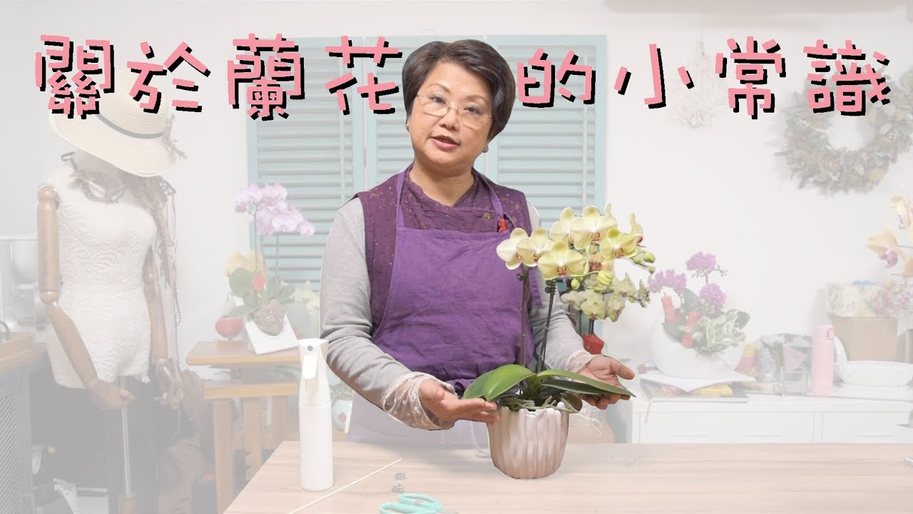 關於蘭花的小常識：如何挑選、脱盆、照顧？｜花∙手作∙品生活