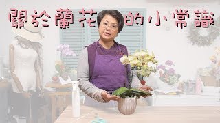 關於蘭花的小常識：如何挑選、脱盆、照顧？｜花∙手作∙品生活
