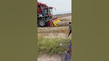 Cotton harvesting process- Good tools and machinery make work easy