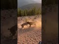 A Lonely Lynx Faces a Furious Dog Ambush #wildlife #shorts