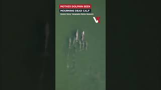 “She Wouldn't Let Go” Dolphin Seen Carrying Dead Baby Through Australian Waters | VERTEX